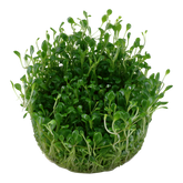 045A TC Dwarf Pearl Glossostigma elatinoides